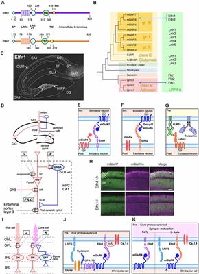 Trans-Synaptic Regulation of Metabotropic Glutamate Receptors by Elfn Proteins in Health and Disease
